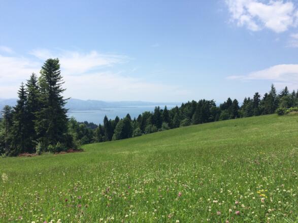 Blick auf den Bodensee