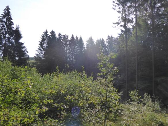Waldidylle