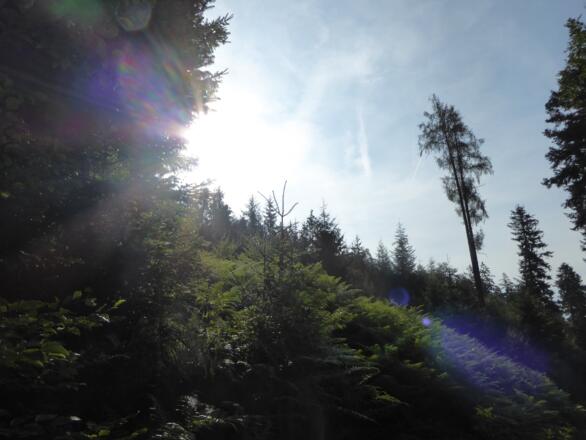 Sonne und Wald