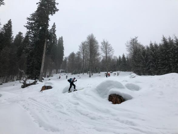 Aufstieg durch den Wald auf ca. 1200m Höhe