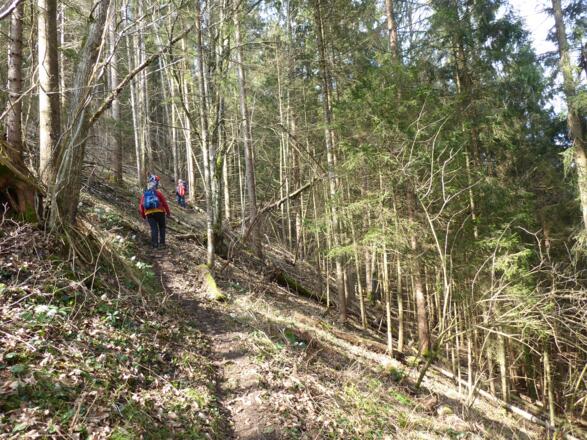 Der erste Teil des Menweges geht durch alte Wälder bergauf