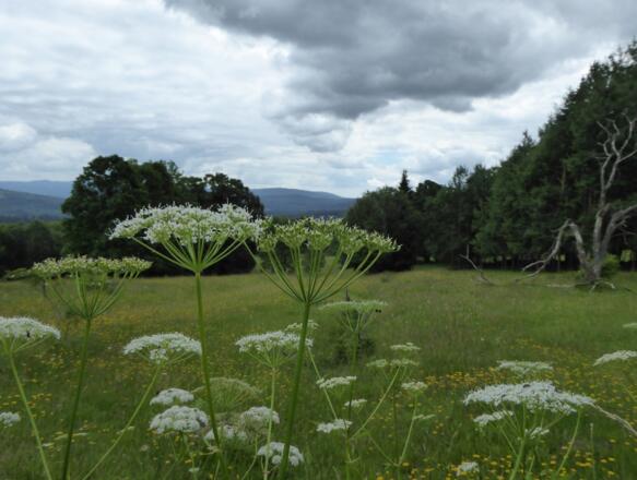 Landschaft bei České Žleby
