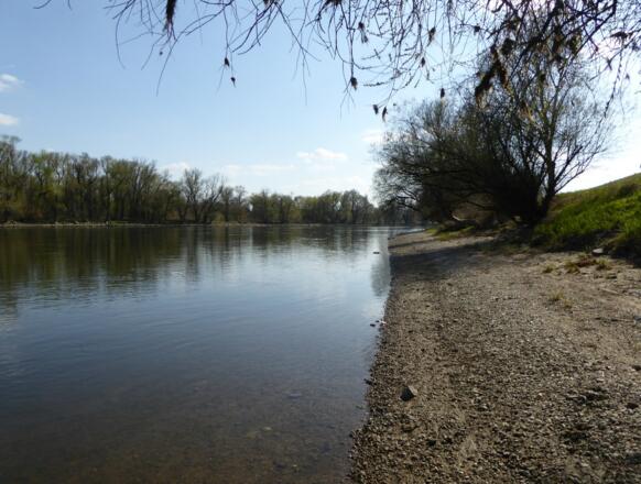 Donauufer in der Vogelau
