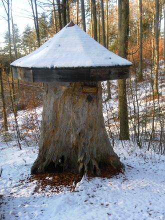 Riesentanne