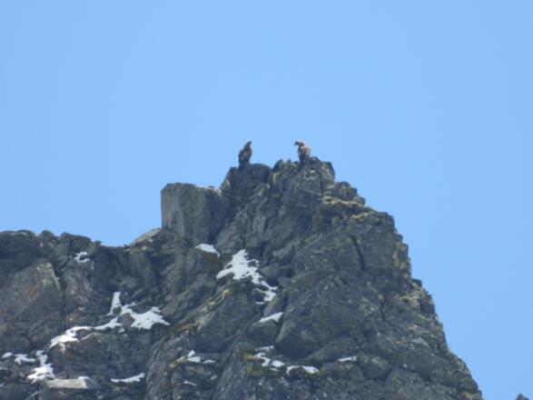 Zwei Steinadler rasten sich aus
