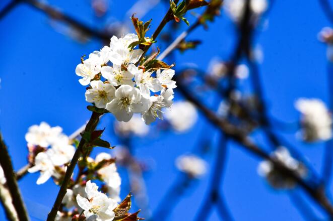 Kirschblüten im Schwarzachtal
