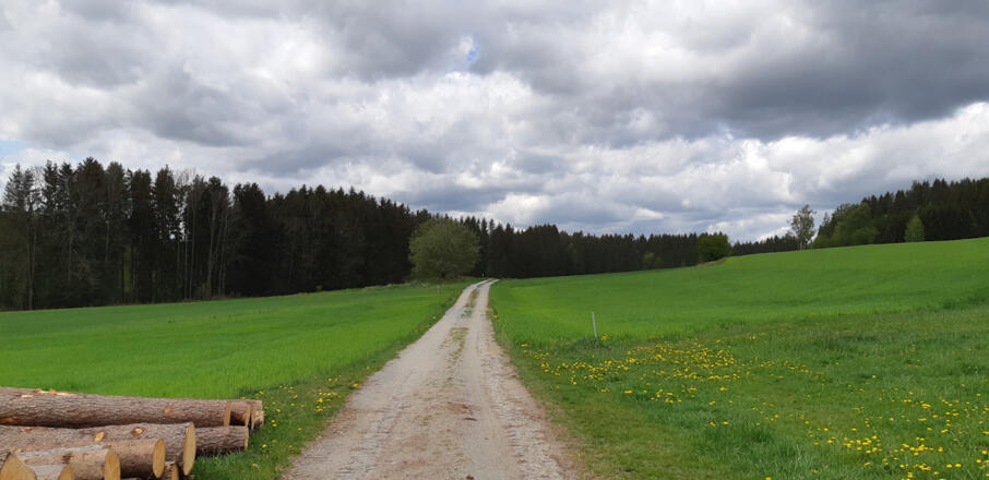 Am Pferdeeisenbahnwanderweg kurz vor der Birau