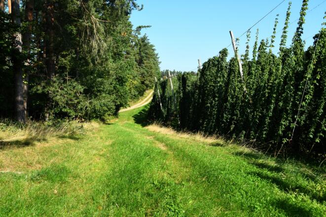Hopfenanbau kurz vor Reichenstein