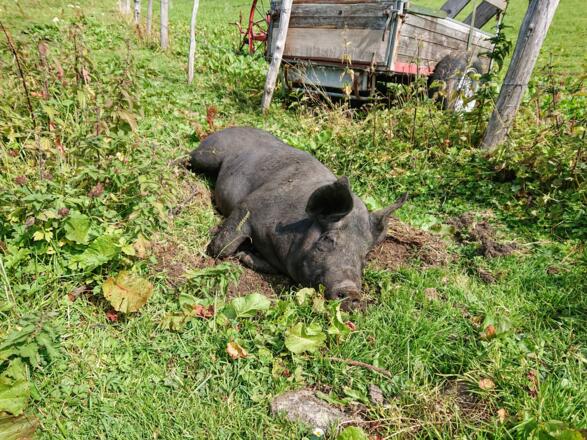 Das Hausschwein von der Jägerbauernalm