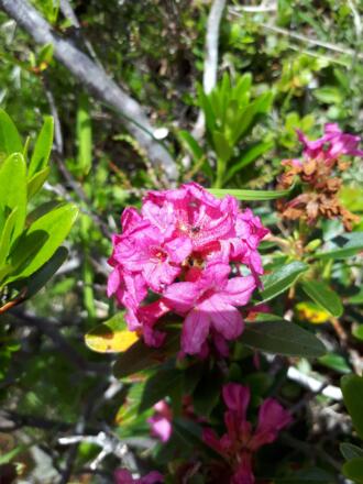 Alpenrose