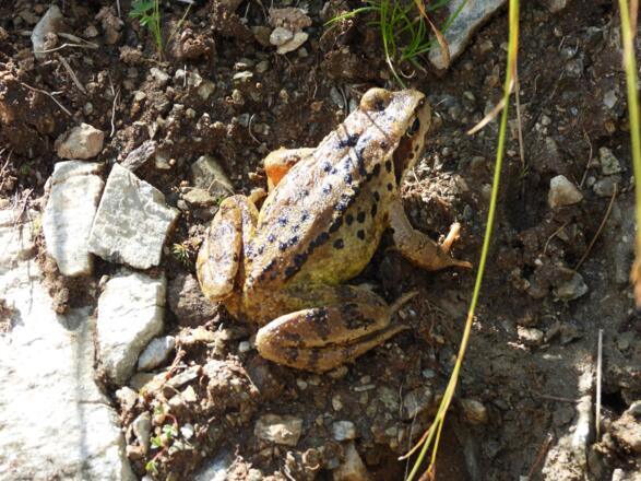 Ein Grasfrosch sagt uns zu Ende der Tour noch &quot;Pfüat di!&quot;