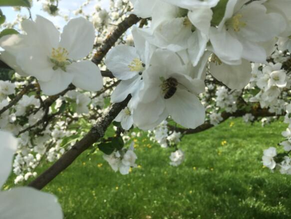 Obstbaumblüte in Lalling