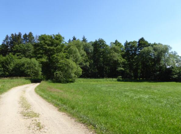 Wiesenlandschaft bei Frauenzell