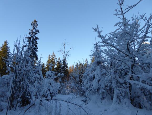 Winterwunderland