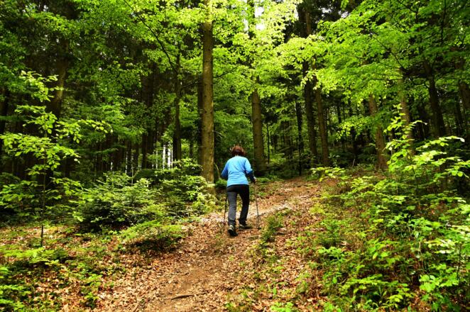 Aufstieg zum Koglerberg