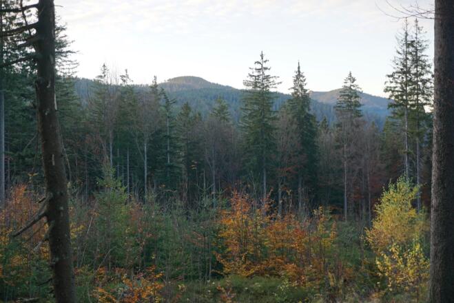 Mittagsplatzl und Großer Arber von der Route