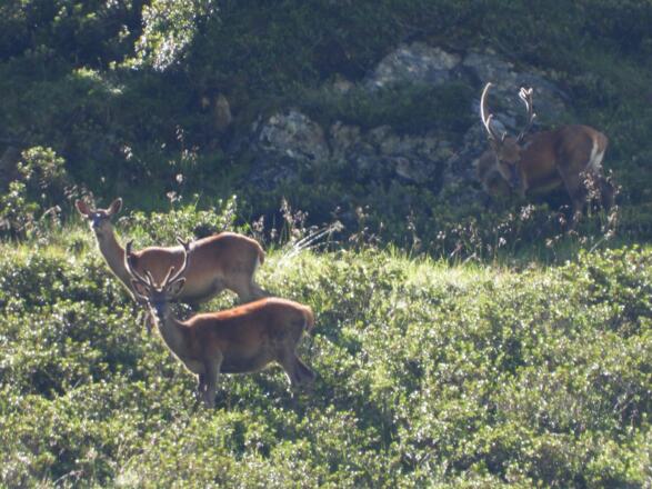 &quot;Was wollen denn die da?&quot;, werden sich die Hirsche fragen