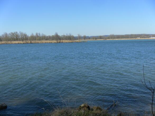 Vogelparadies am Mündungsspitz