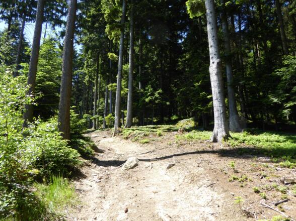 Waldpfad hinauf nach Ed