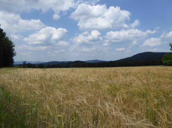Blick zurück nach Waldmünchen