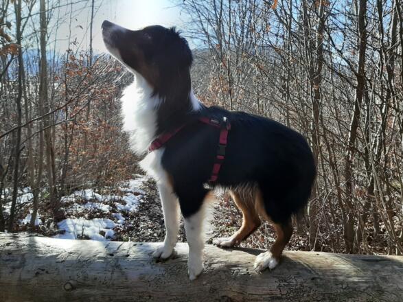 Hundefreundliche Tour vorallem im Schnee
