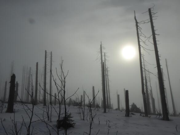 Idylle am Hochkammweg