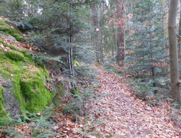 Waldpfad hinauf zum Pfaffenstein
