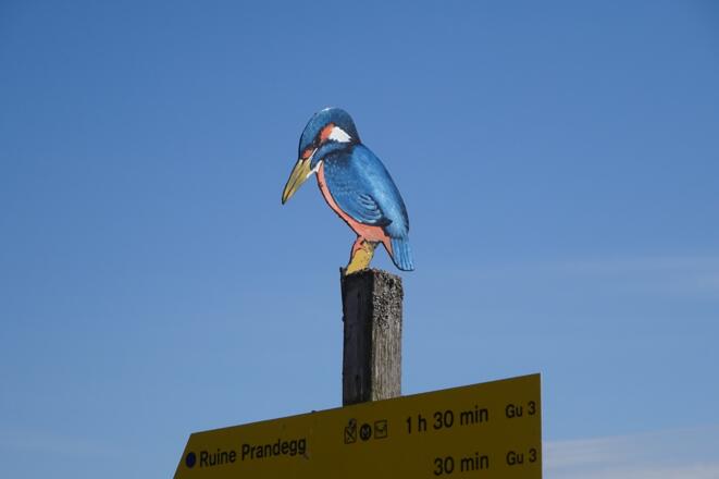 Der Eisvogel als Wegmarkierung