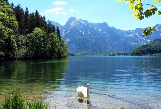 Idylle am Almsee-Ostufer