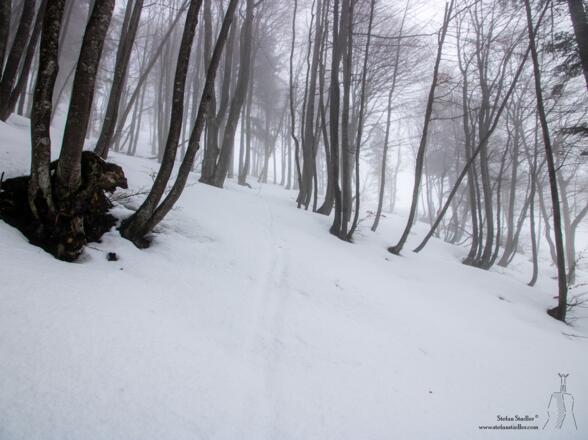 Mit jedem Meter wird der Buchenwald lichter.