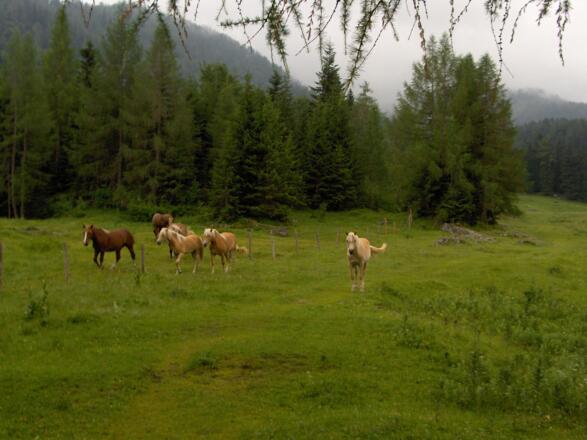 Auch Pferde weiden auf der Hemmersuppenalm.
