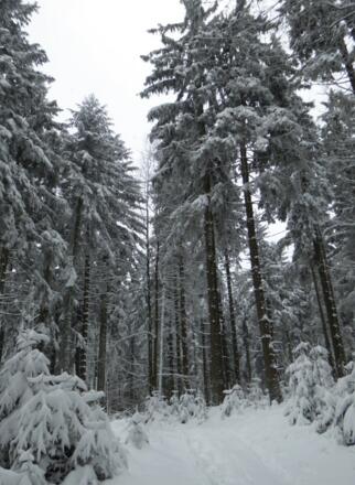 verschneite Waldlandschaft