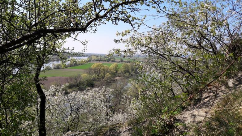 Frühlingsblick zur Donau