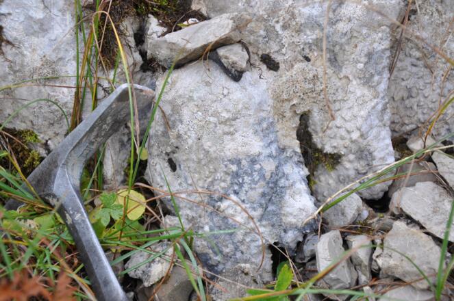 Korallen im Oberrhätkalk