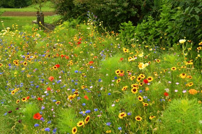 Eine Blumenwiese im Ort von St. Thomas am Blasenstein