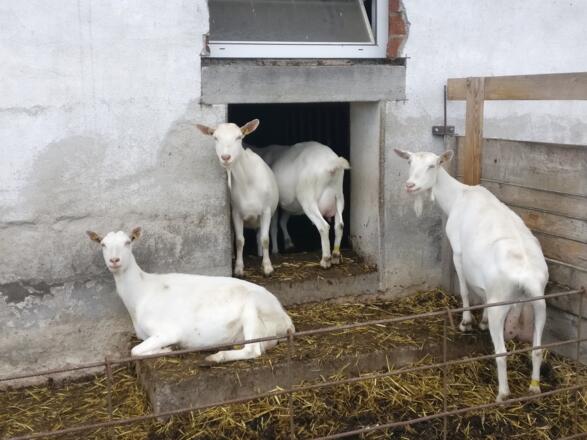 Neugierige Beobachter am Gaisberg
