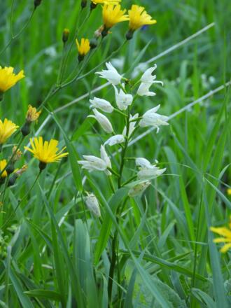 Waldvögelein, eine wunderschöne Orchidee