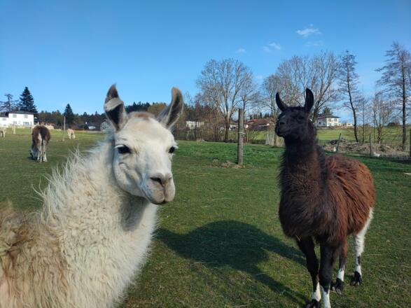 Neugierige Lamas