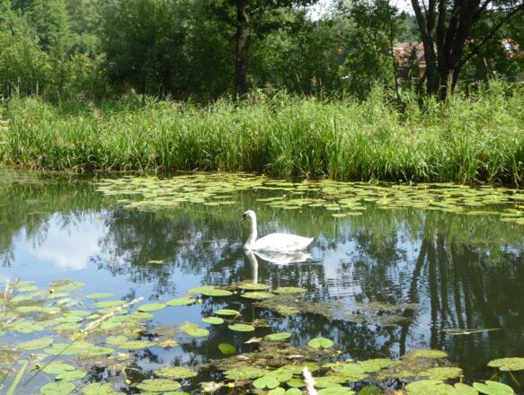 Der Schwan und der Alte Kanal