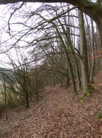 Waldpfade zwsichen Alling und Hardt