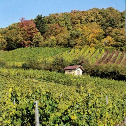 Weinlage Donnersdorfer Falkenberg