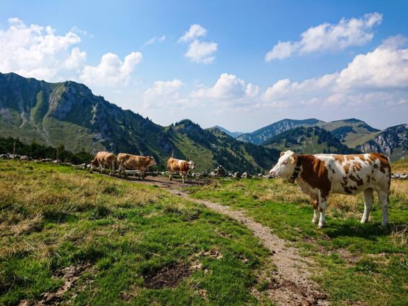 Wunderbare Almlandschaft am Miesingsattel