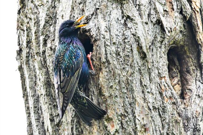 Star an der Baumhöhle