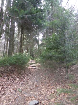 schöne Pfade am Goldsteig