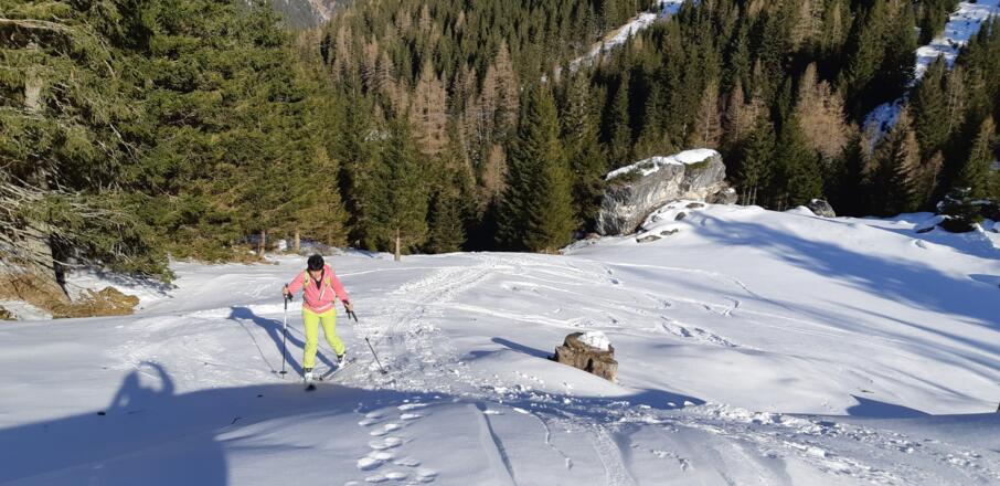 Der Wald lichtet sich ...