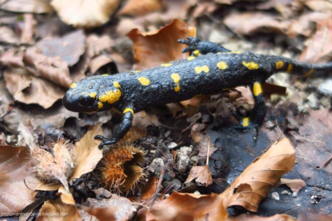 Feuersalamander
