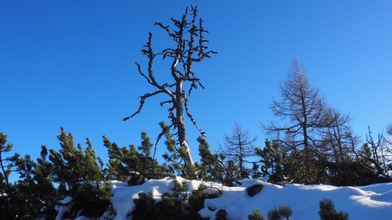 Halskogel 1690m