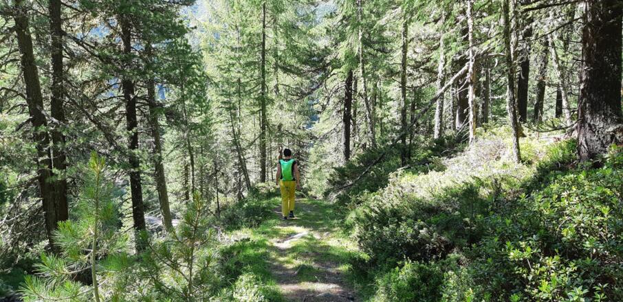 Noch durch den Waldgürtel ...