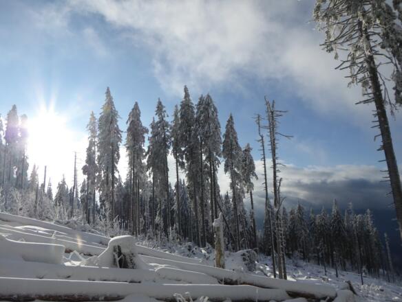 Winterwonderland