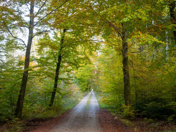 Ein Stück Gravelroad durch den Hofoldinger Forst